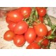 Pomodoro per salsa piccadilly bio