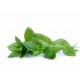 Menta fresca