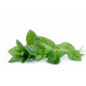 Menta fresca (mazzetto)