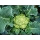 Cavolfiore verde