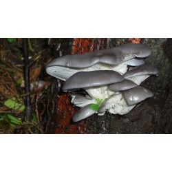 Funghi pleurotus