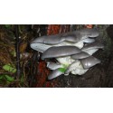 Funghi pleurotus